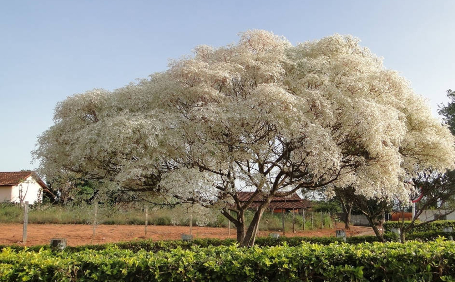 Euphorbia leucocephala